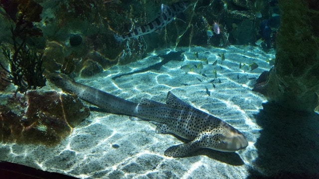 Avis aquarium Sealife 3