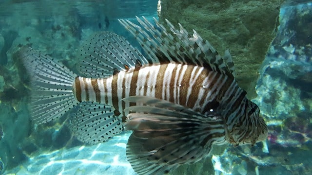 Avis aquarium Sealife 4