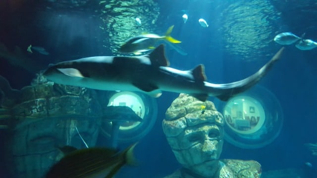 Avis aquarium Sealife