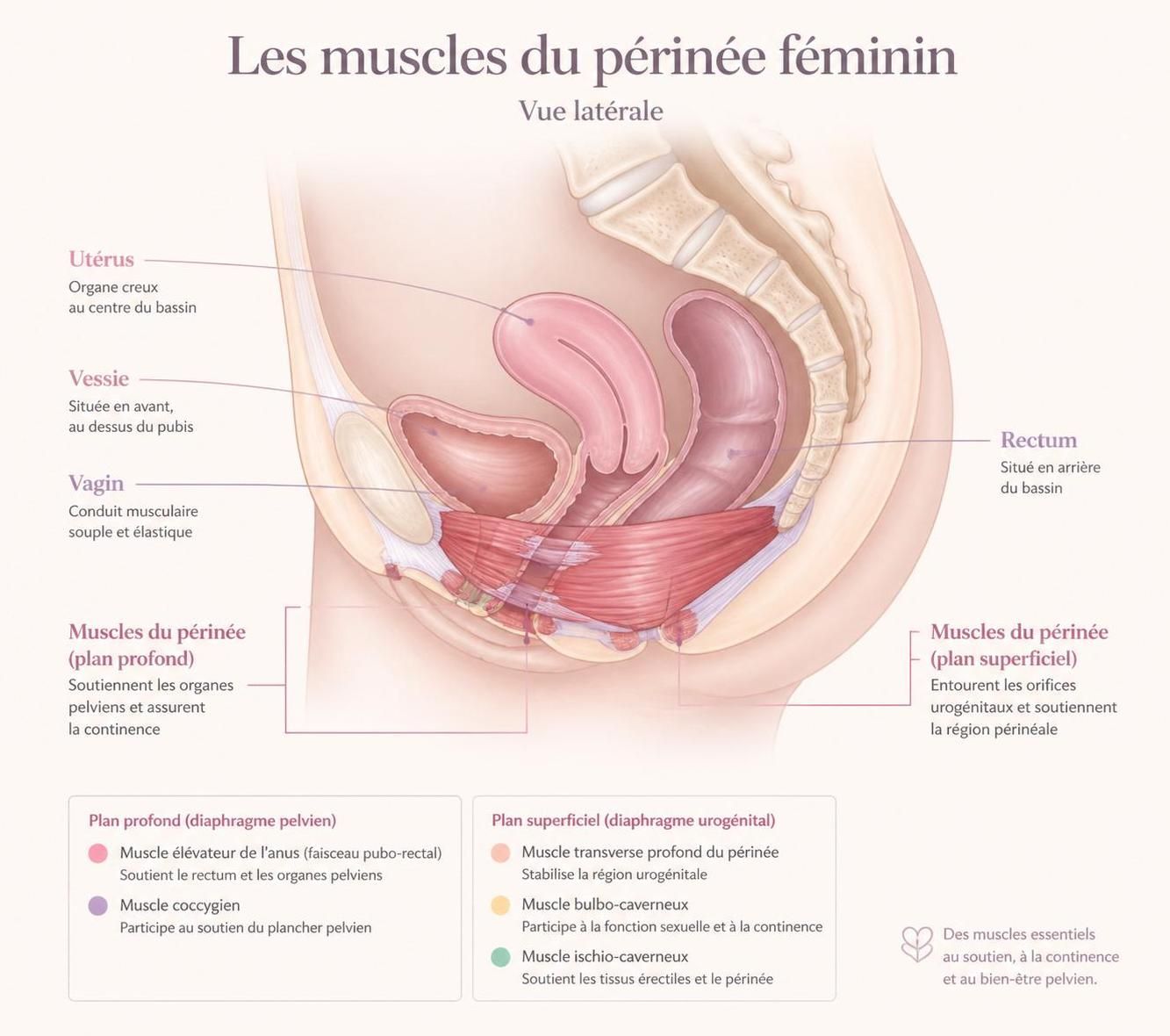 découvrez des exercices simples et efficaces pour renforcer votre périnée à la maison. améliorez votre confort et votre bien-être grâce à notre guide de rééducation périnéale.