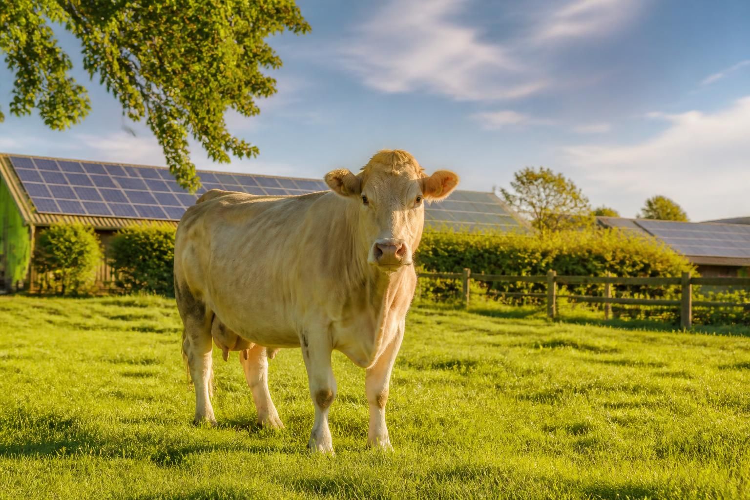 découvrez le rôle essentiel de la vache allaitante dans l’élevage durable et son impact sur la qualité du lait, alliant bien-être animal et pratiques responsables.